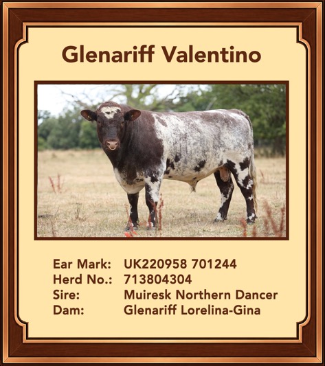 Glenariff Valentino